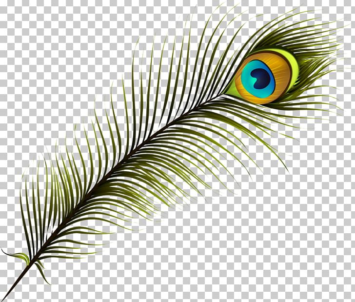 Feather Peafowl PNG, Clipart, Animals, Animation, Balloon Cartoon, Beak, Bird Free PNG Download