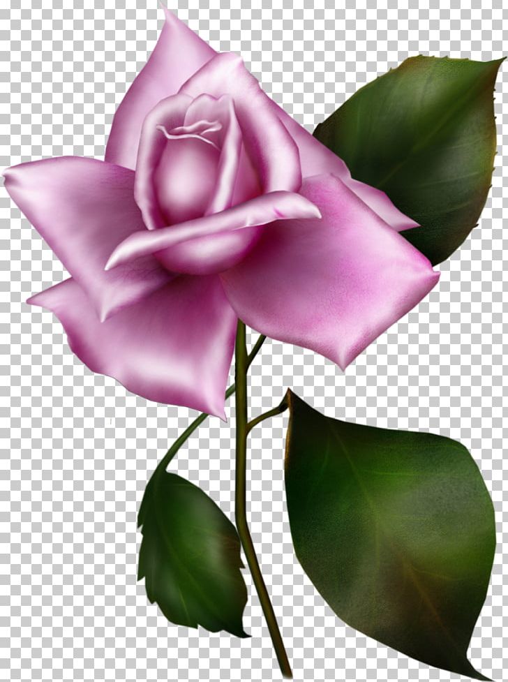 Garden Roses Rosa Gallica Lilac Flower Blue Rose PNG, Clipart, Blue Rose, Bud, Cut Flowers, Flora, Flower Free PNG Download