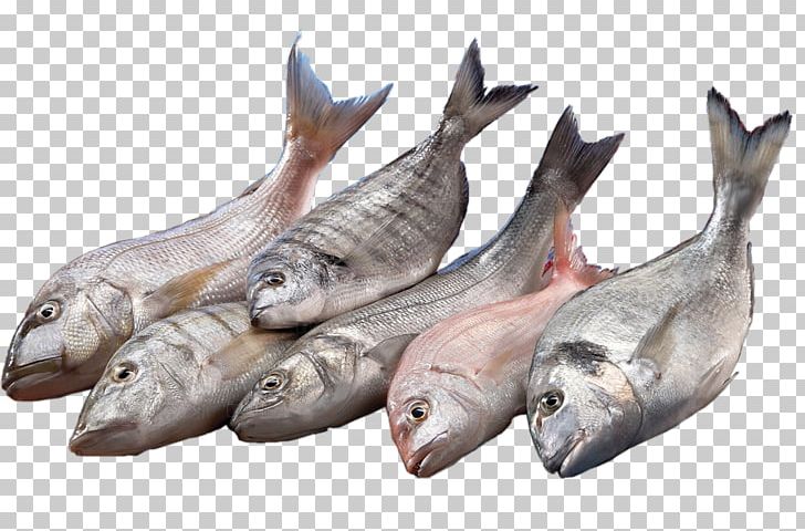 Istanbul Supermarkt Fish Organization PNG, Clipart, Animals, Animal Source Foods, Assortment Strategies, Export, Fauna Free PNG Download