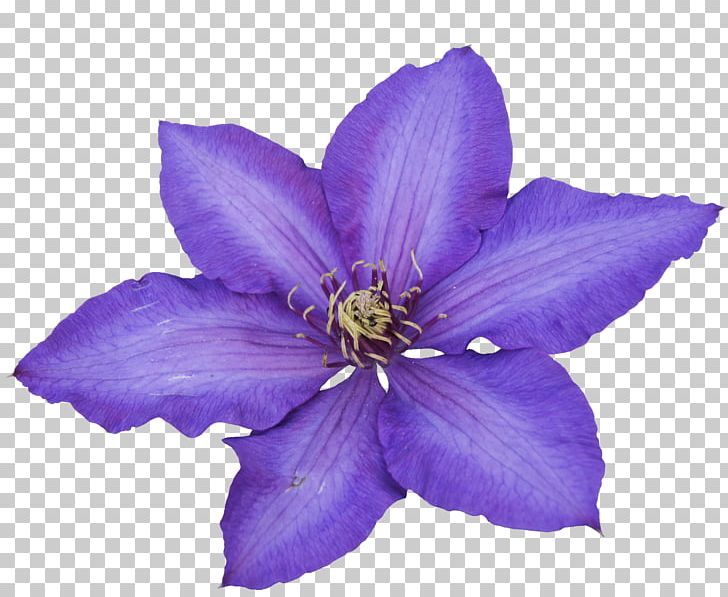 Photography Flower PNG, Clipart, Bellflower Family, Clematis, Desktop Wallpaper, Flower, Flowering Plant Free PNG Download