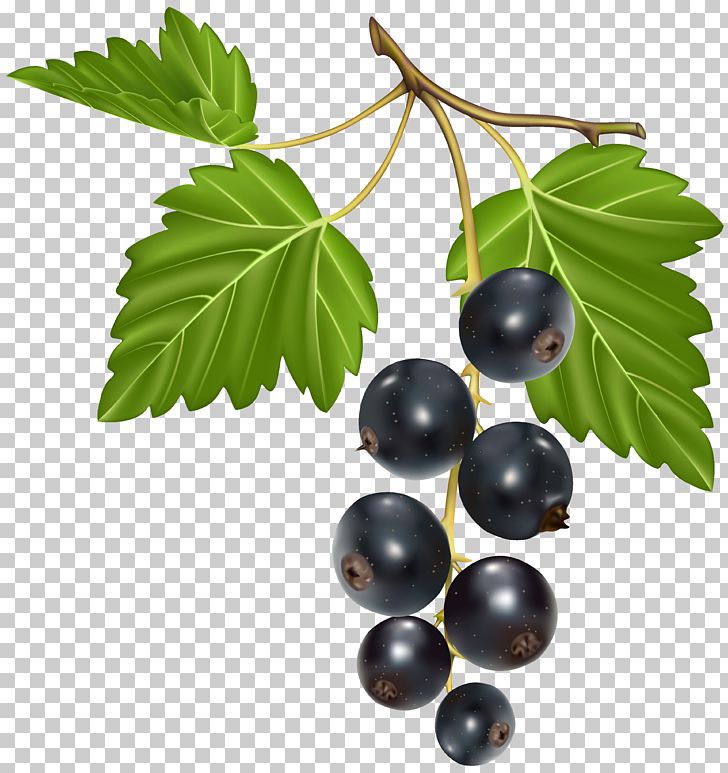 Blackcurrant Blackberry PNG, Clipart, Berry, Bilberry, Blackberry, Blackcurrant, Blueberry Free PNG Download