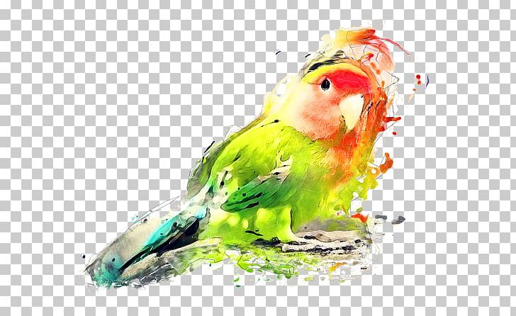 Budgerigar Lovebird Watercolor Painting Art PNG, Clipart, Art, Beak, Bird, Budgerigar, Common Pet Parakeet Free PNG Download