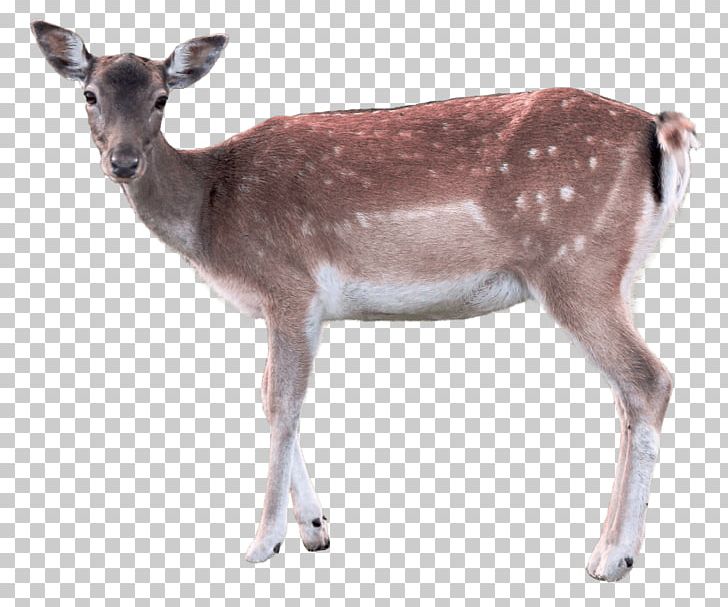 Deer Portable Network Graphics File Format PNG, Clipart, Animal, Animals, Antler, Cc 0, Comparazione Di File Grafici Free PNG Download