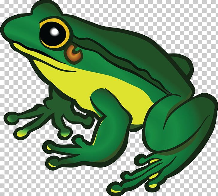 Frog PNG, Clipart, American Green Tree Frog, Amphibian, Animals, Artwork, Australian Green Tree Frog Free PNG Download