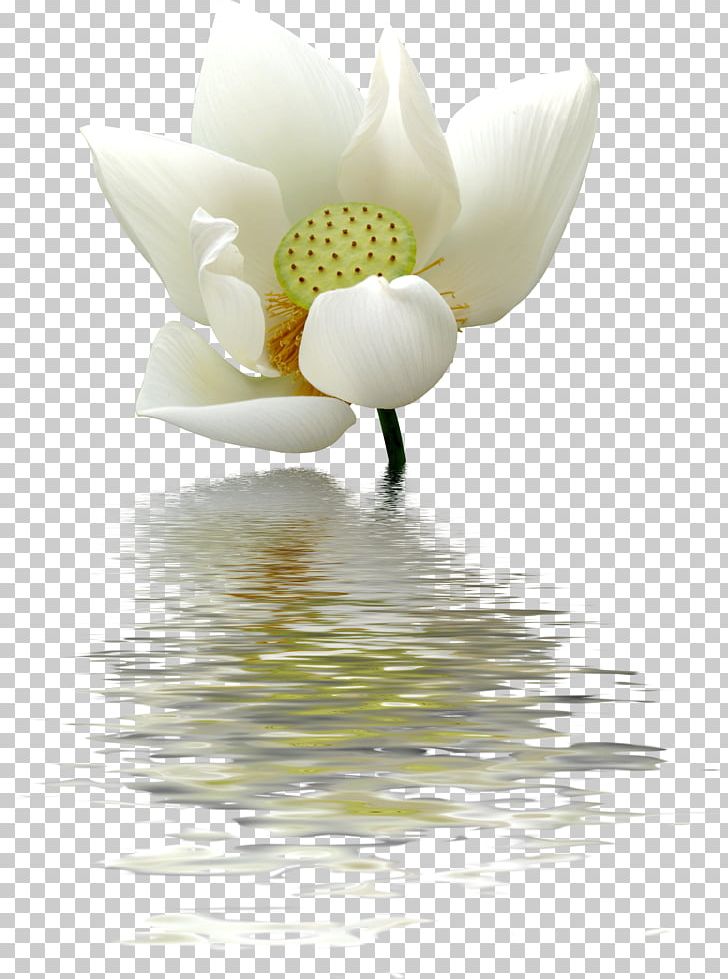 Nelumbo Nucifera Water Lily White Flower PNG, Clipart, Aquatic Plants, Closeup, Computer Wallpaper, Flower, Flowering Plant Free PNG Download