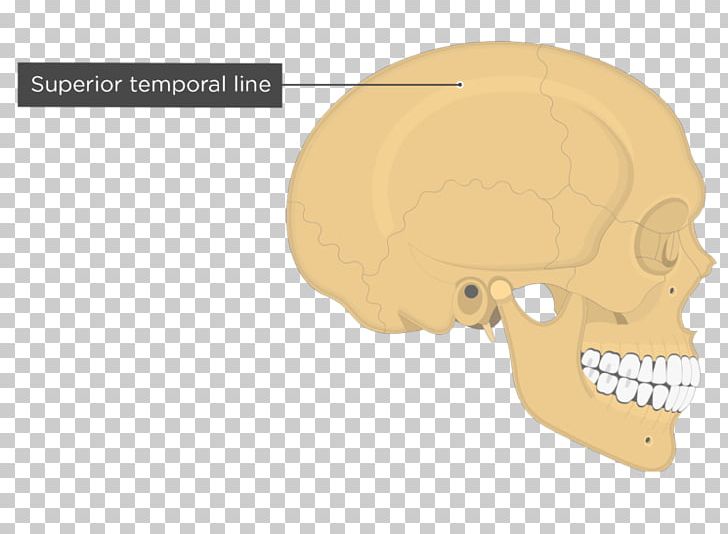 Skull Temporal Line Parietal Bone Anatomy PNG, Clipart, Anatomy, Bone, Ear, Fantasy, Frontal Bone Free PNG Download
