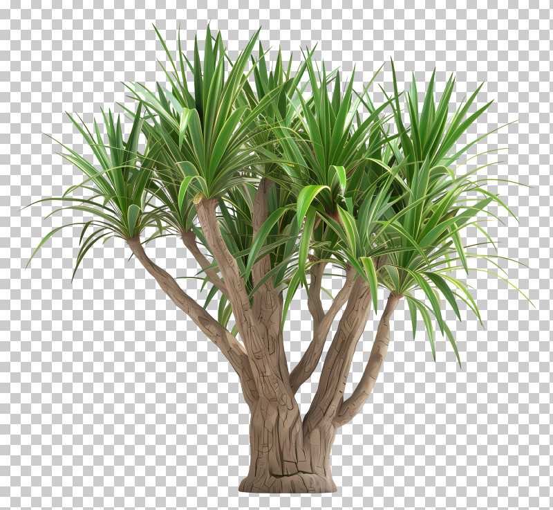 Yucca - Yucca Plant Illustration With Green Leaves PNG