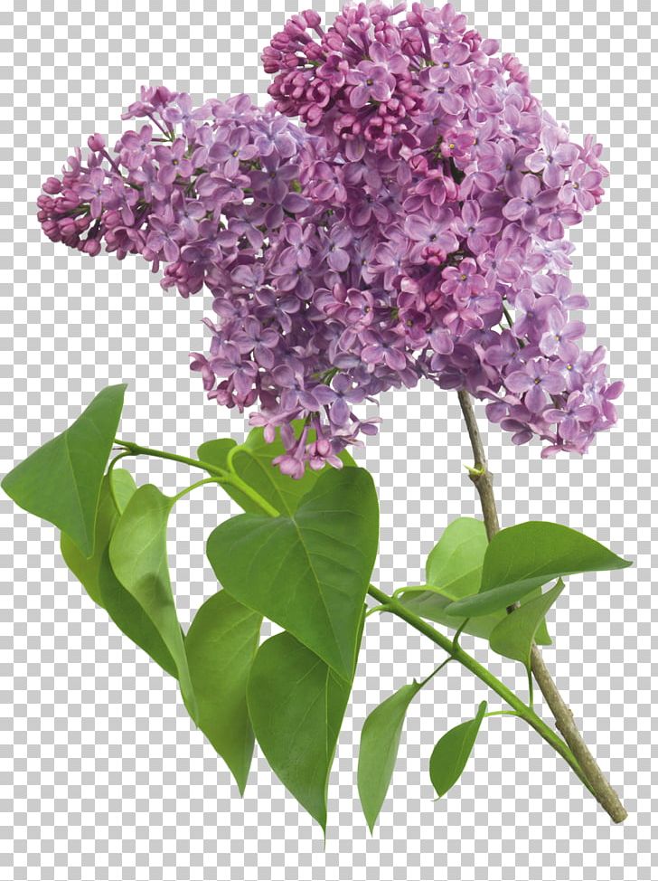 Common Lilac Lavender PNG, Clipart, Branch, Color, Common Lilac, Cut Flowers, Flower Free PNG Download