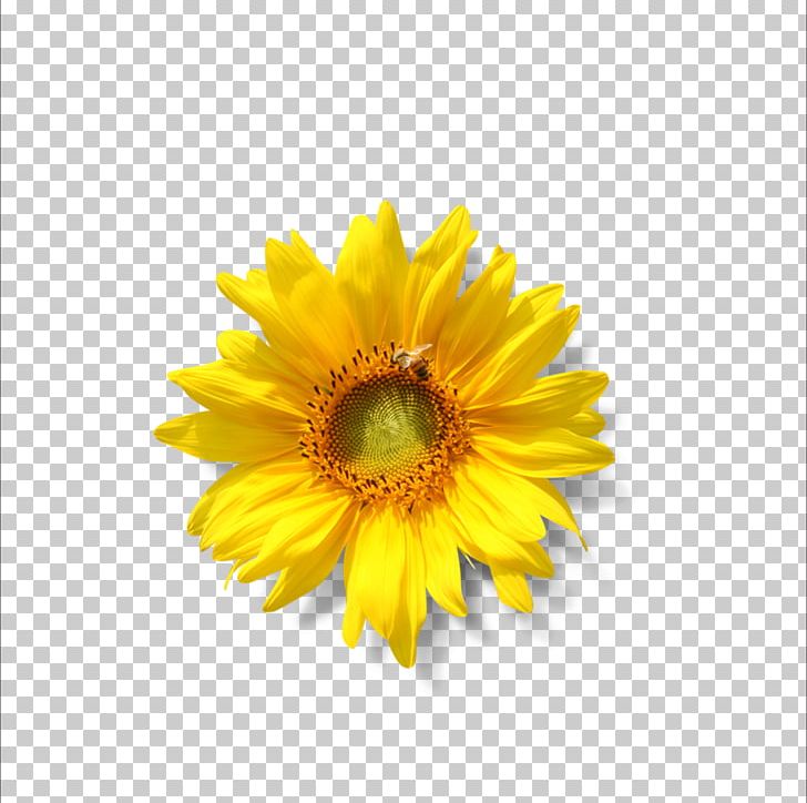 Common Sunflower Lecithin Sunflower Seed Phospholipid PNG, Clipart, Chrysanths, Closeup, Daisy, Daisy Family, Emulsifier Free PNG Download