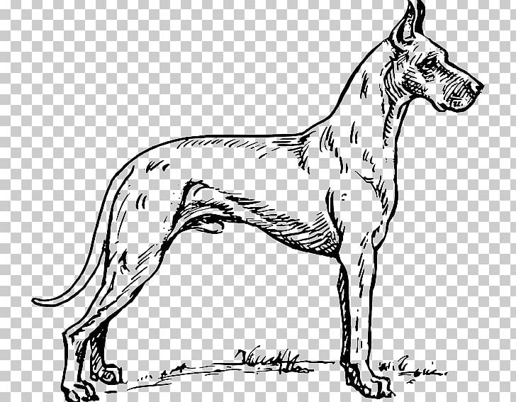 Great Dane Dalmatian Dog Greyhound Coloring Book Pit Bull PNG, Clipart, Adult, Animals, Black And White, Blue Nose, Breed Free PNG Download