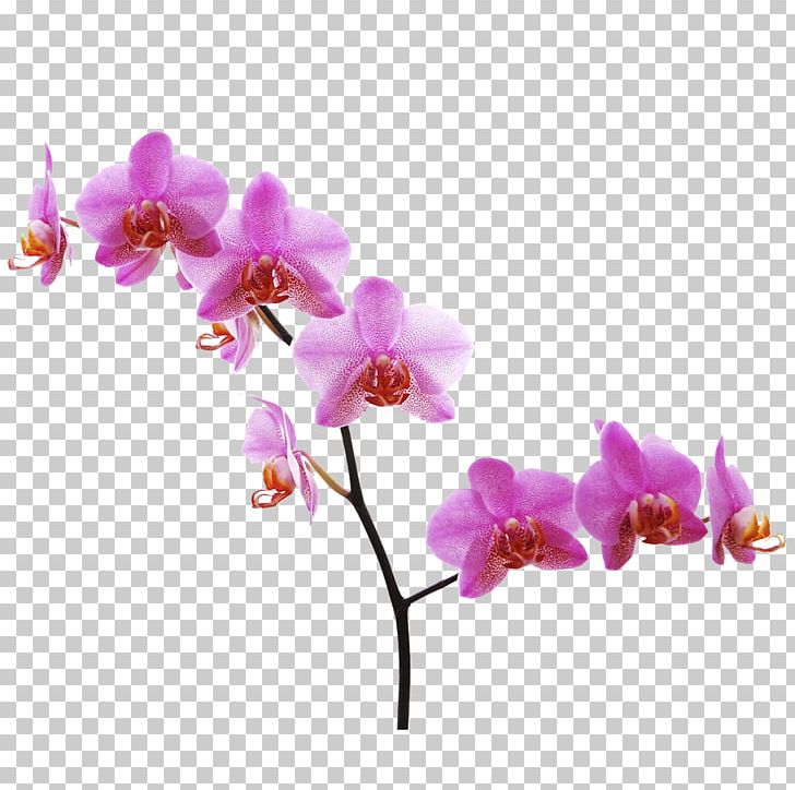 Moth Orchids Flower Desktop PNG, Clipart, Branch, Cicek, Cicek Gorselleri, Cut Flowers, Desktop Wallpaper Free PNG Download