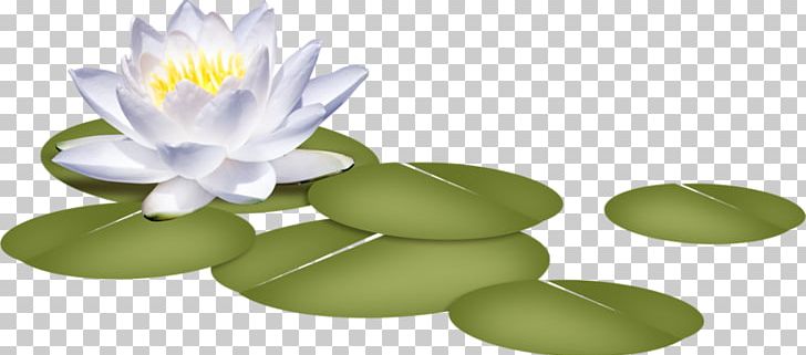 Nelumbo Nucifera Flower Nymphaea Alba PNG, Clipart, Aquatic Plant, Flow, Green, Hand Painted, Lilies Free PNG Download