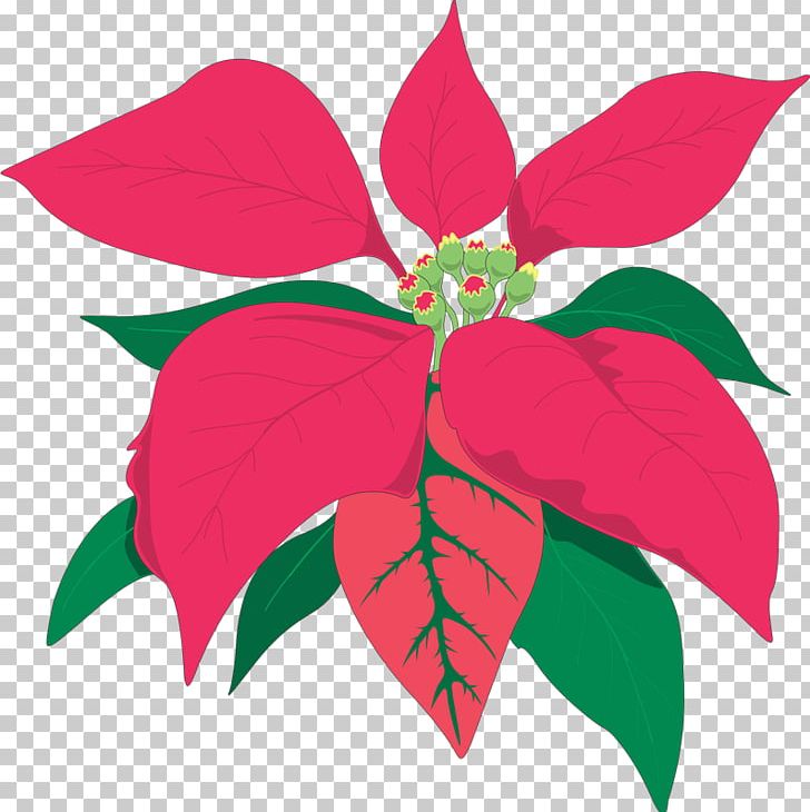 Poinsettia Animaatio Flower PNG, Clipart, Animaatio, Blog, Christmas, Computer Icons, Cut Flowers Free PNG Download
