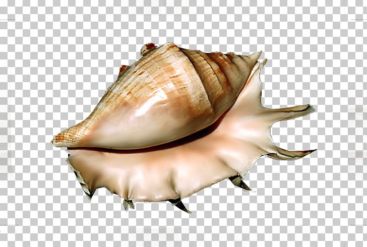 Seashell PhotoScape PNG, Clipart, Animals, Clams Oysters Mussels And Scallops, Computer Software, Conch, Conchology Free PNG Download
