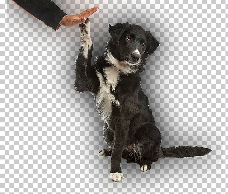 Stabyhoun Border Collie Puppy Dog Training Dog Breed PNG, Clipart, Animals, Animal Training, Border Collie, Clicker, Collie Free PNG Download