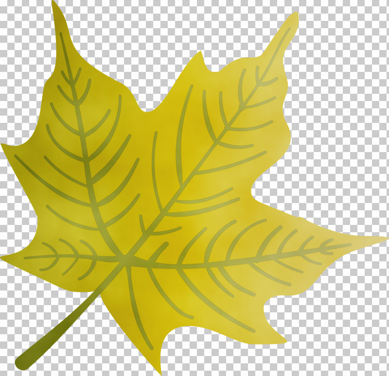 Maple Leaf PNG, Clipart, Autumn Leaf, Biology, Colorful Leaf, Colorful Leaves, Colourful Foliage Free PNG Download