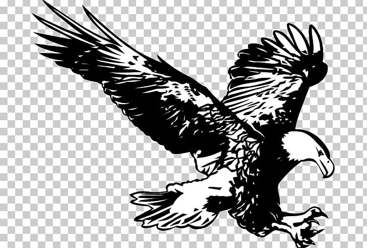 Bald Eagle Drawing Line Art PNG, Clipart, Accipitriformes, Art, Bald Eagle, Beak, Bird Free PNG Download