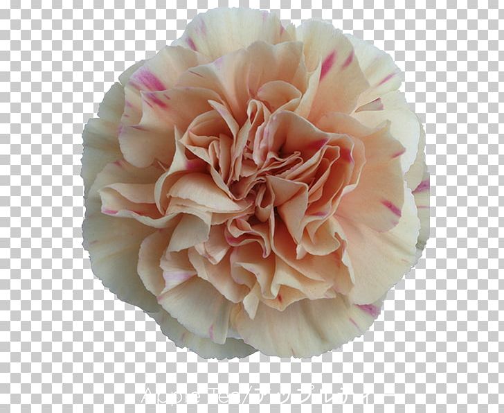 Cabbage Rose Carnation Cut Flowers Mother's Day PNG, Clipart, Cabbage Rose, Carnation, Cut Flowers, Day Flower Free PNG Download