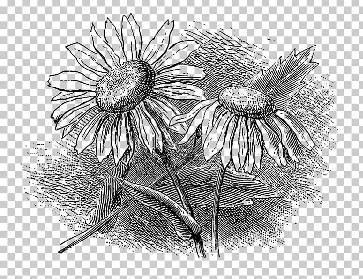 Monochrome Photography /m/02csf Still Life Photography PNG, Clipart, Artwork, Black And White, Common Daisy, Daisy, Daisy Family Free PNG Download