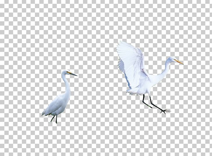 Mute Swan Bird Icon PNG, Clipart, Animal, Background White, Beak, Bird, Birds Free PNG Download