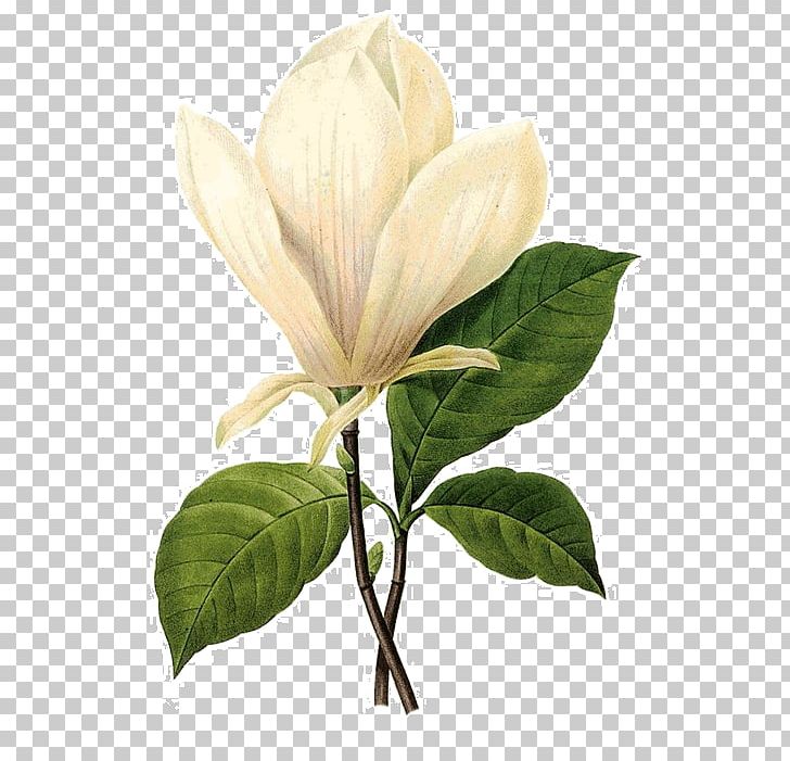 Pierre-Joseph Redouté (1759-1840) Botanical Illustration Botany Chinese Magnolia Flower PNG, Clipart, Art, Chinese Magnolia, Flower, Georg Dionysius Ehret, Leaf Free PNG Download