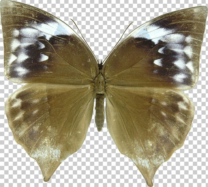 Brush-footed Butterflies Butterfly Pieridae Zeuxidia Amethystus Zeuxidia Aurelius PNG, Clipart, Arthropod, Borboleta, Brush Footed Butterfly, Butterfly, Female Free PNG Download