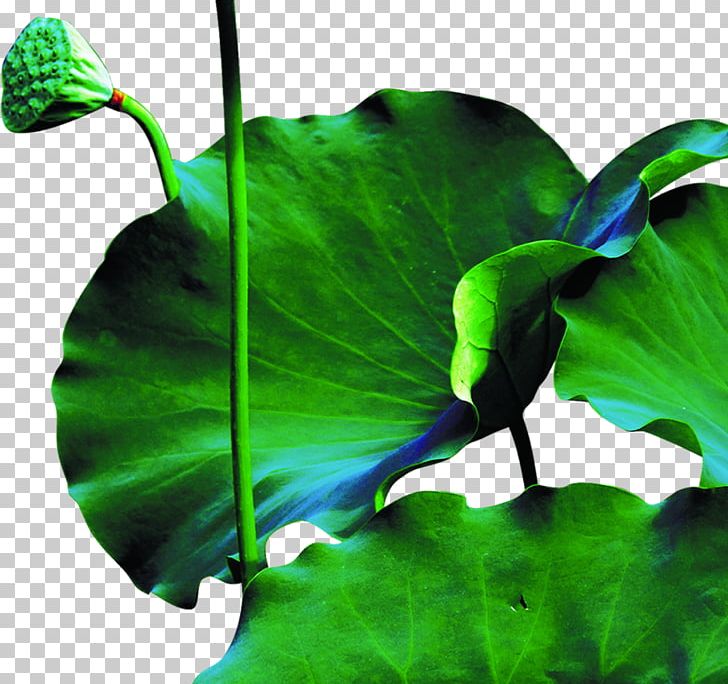Lotus Pond PNG, Clipart, Aquatic Plant, Background Green, Black And White, Download, Flower Free PNG Download