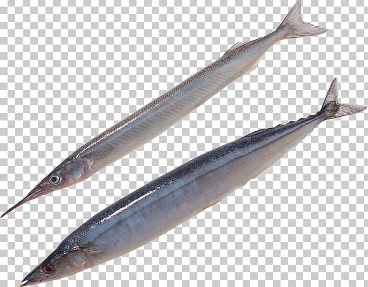 Pacific Saury Oily Fish Sauries Sardine PNG, Clipart, Anchovy, Animals, Bony Fish, Capelin, Fin Free PNG Download