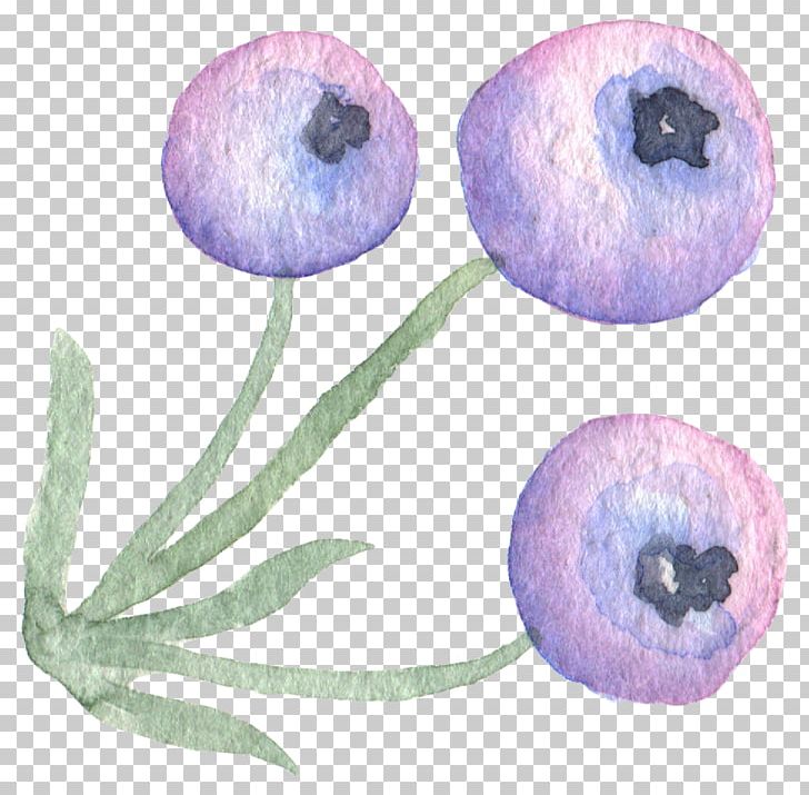 Protea Cynaroides Watercolor Painting PNG, Clipart, Blueberry, Encapsulated Postscript, Eye, Flower, Flowers Free PNG Download