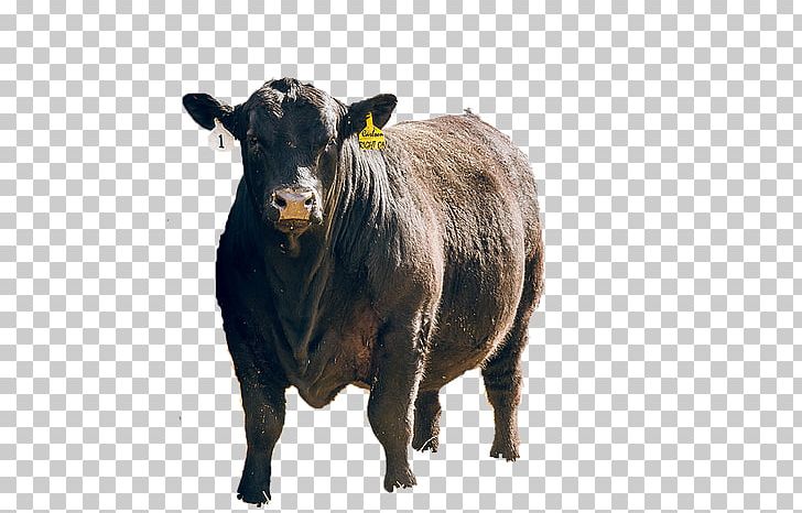 Angus Cattle Ox Comedy @ The Carlson Sales Animal PNG, Clipart, 24 February, Angus Cattle, Animal, Bull, Cattle Free PNG Download