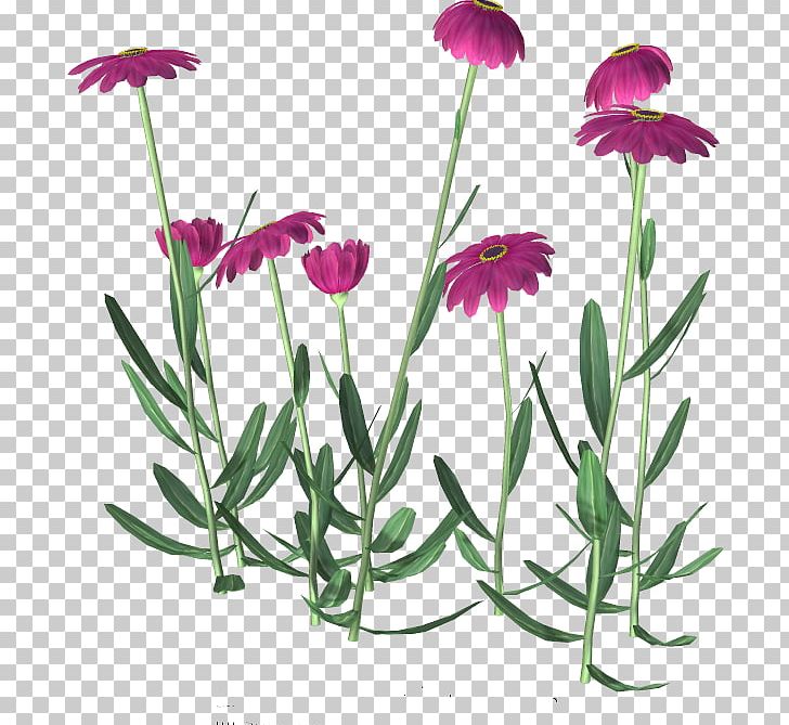 Flower PNG, Clipart, Annual Plant, Clip Art, Common Daisy, Dianthus, Download Free PNG Download