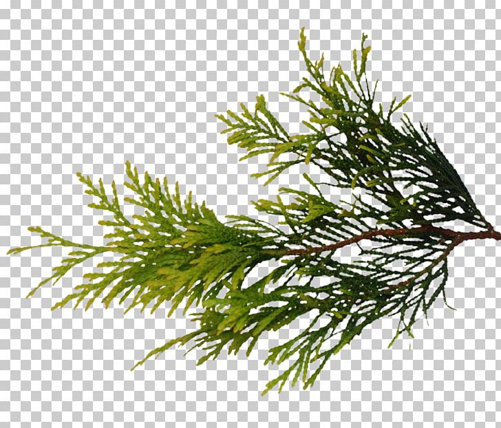 Pine Branch Texture Mapping Fir Grasses PNG, Clipart, 3d Computer Graphics, Branch, Bushes, Conifer, Cypress Family Free PNG Download
