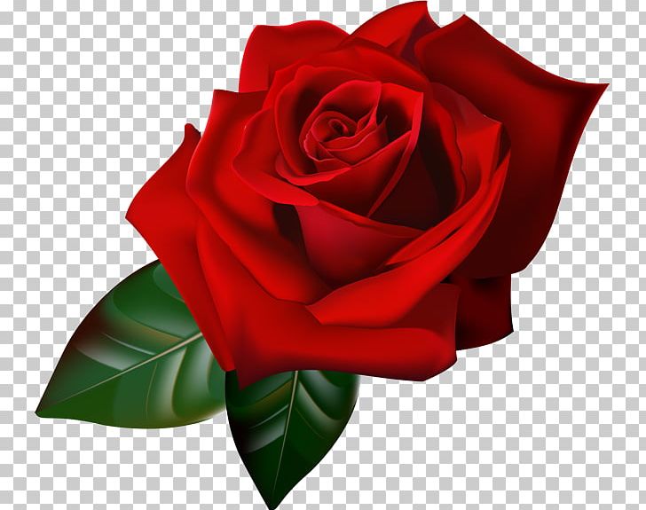Rose Animation Gfycat PNG, Clipart, Animation, Black Rose, Blog, Blue Rose, China Rose Free PNG Download