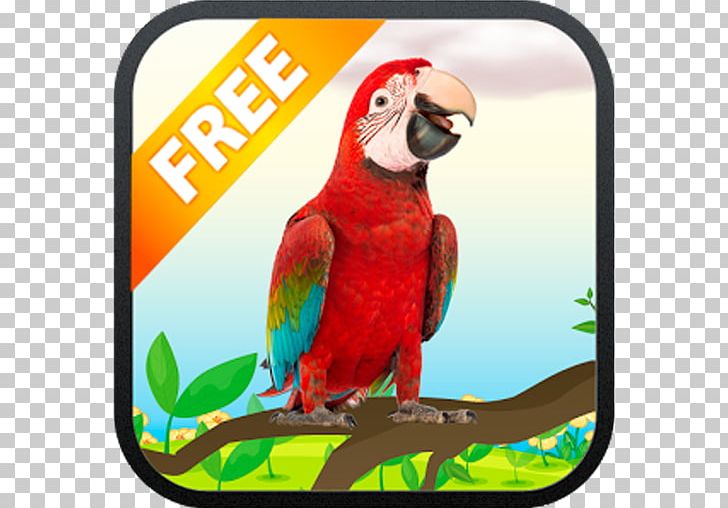 Macaw My Talking Parrot Bird Talking Lion PNG, Clipart, Android, Animals, Beak, Bird, Fauna Free PNG Download