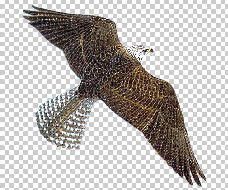 Peregrine Falcon PNG, Clipart, Accipitriformes, Animaatio, Animal, Beak, Bird Free PNG Download