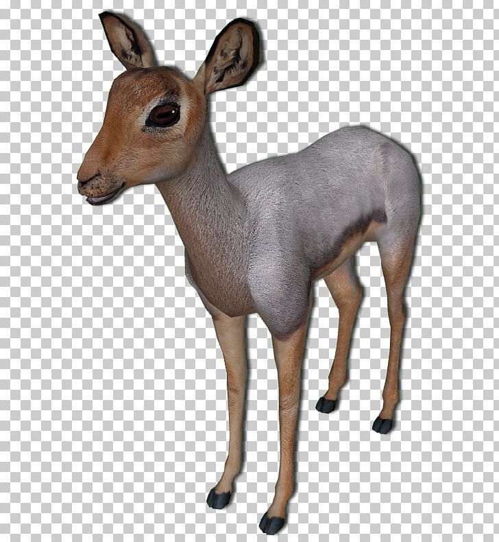White-tailed Deer Antelope Beira Impala Musk Deer PNG, Clipart, Animal, Animals, Antelope, Beira, Com Free PNG Download