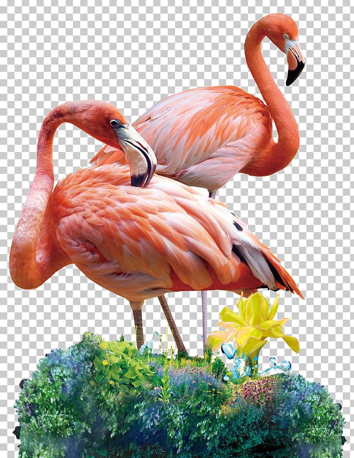 Red Red-crowned Crane PNG, Clipart, Aliexpress, Animal, Beak, Bird, Birds Mosaic Free PNG Download