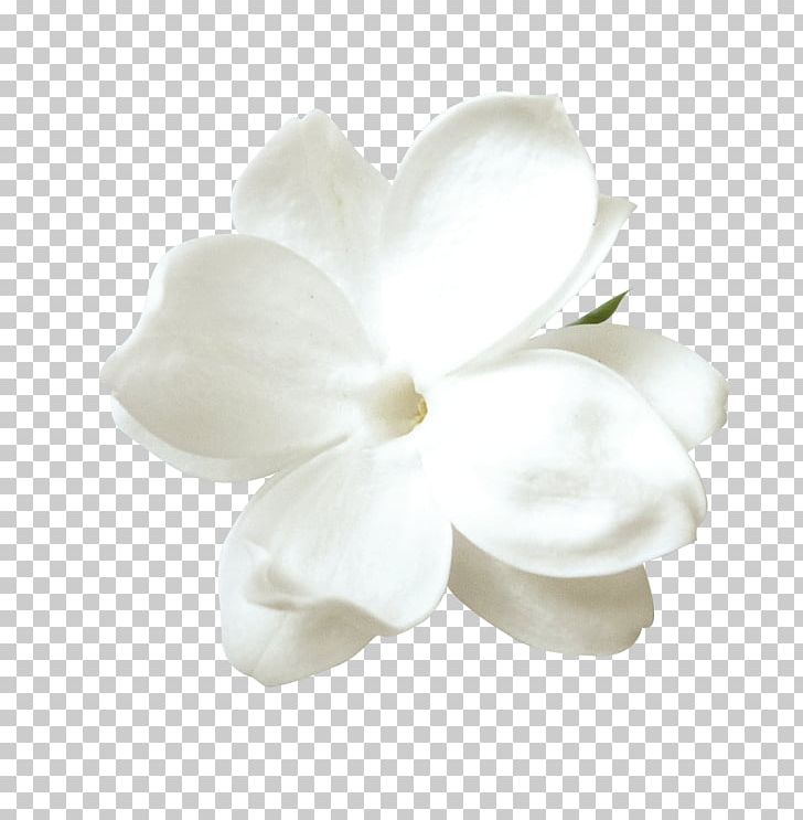 Tulip Flower Petal PNG, Clipart, Adobe Illustrator, Background White, Black White, Download, Encapsulated Postscript Free PNG Download
