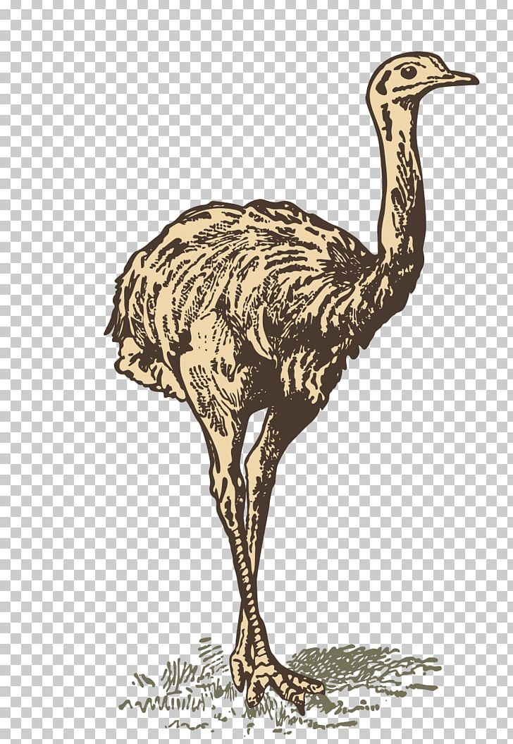 Common Ostrich Printing PNG, Clipart, Animals, Beak, Bird, Cartoon, Cartoon Ostrich Free PNG Download