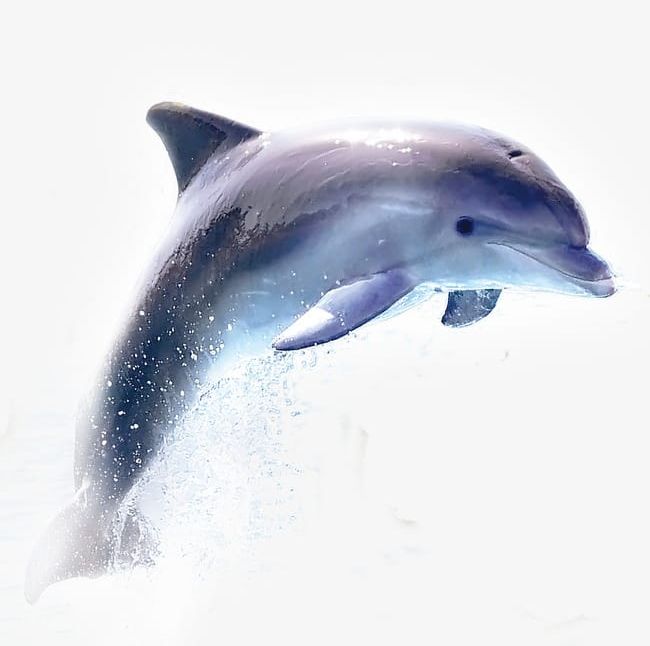 Dolphin PNG, Clipart, Animal, Animals In The Wild, Blue, Carnivore, Dolphin Free PNG Download