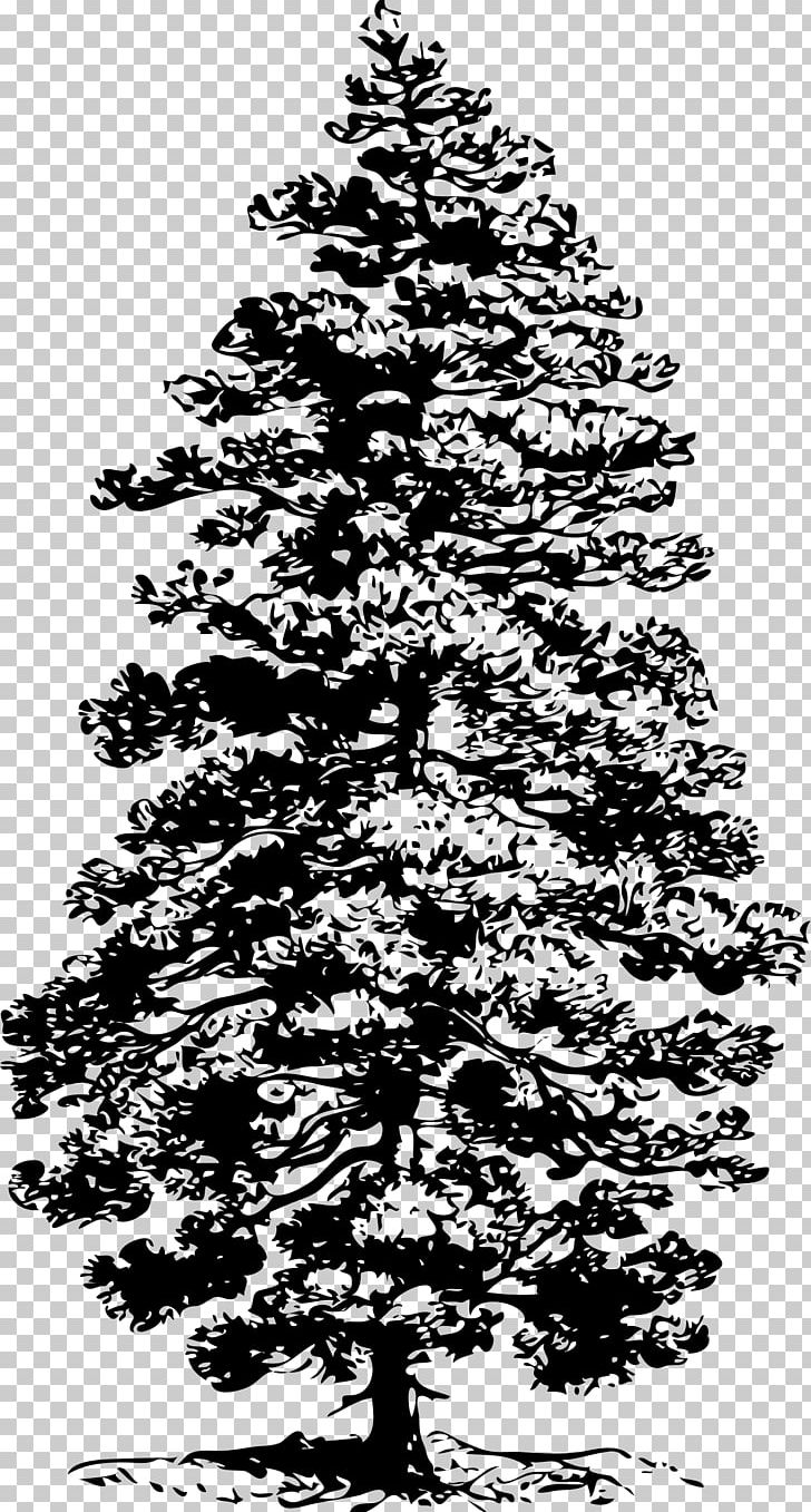 Eastern White Pine Tree PNG, Clipart, Art, Black And White, Branch, Christmas Decoration, Christmas Tree Free PNG Download