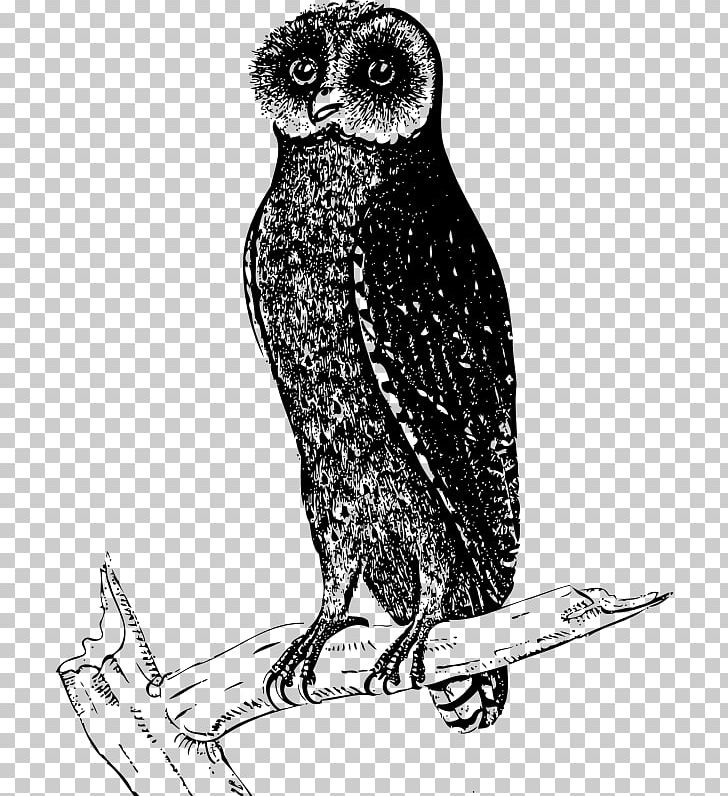 Great Grey Owl Bird Beak PNG, Clipart, Animals, Art, Beak, Bird, Bird Of Prey Free PNG Download