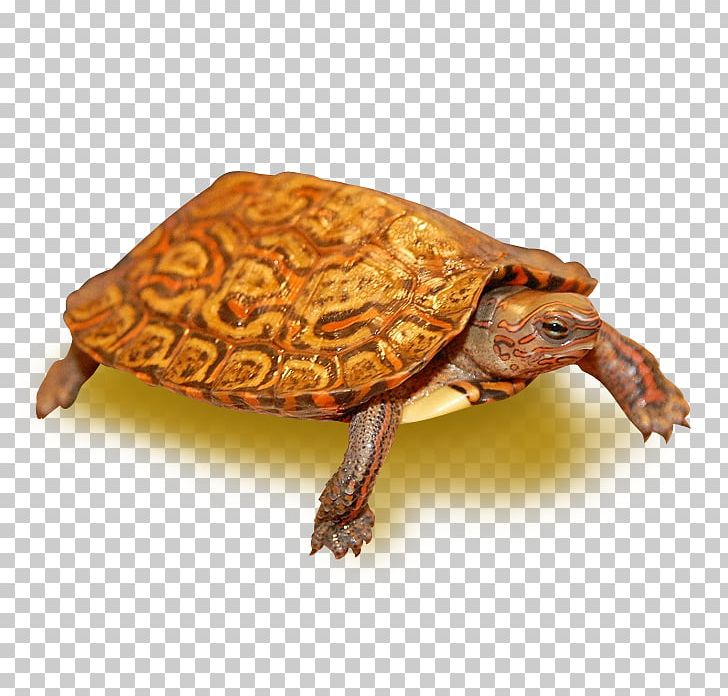 Painted Wood Turtle Eastern Box Turtle Painted Turtle PNG, Clipart, Animal, Animals, Box Turtle, Box Turtles, Common Box Turtle Free PNG Download