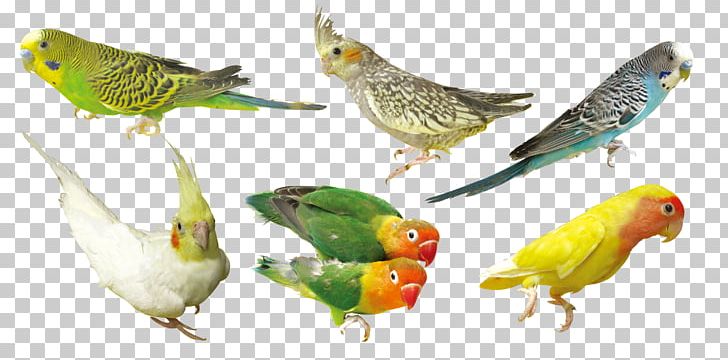 Bird Parrot PNG, Clipart, Animal, Background Green, Beak, Bird, Birds Free PNG Download