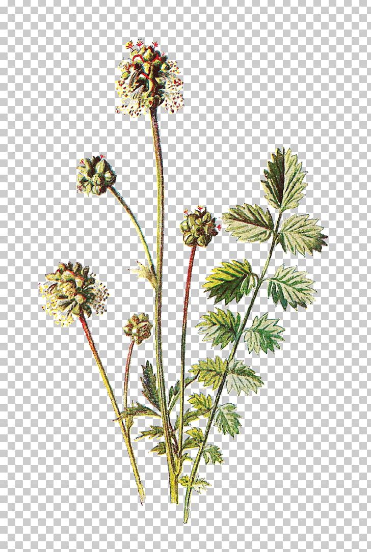 Botany Botanical Illustration Flower Paper PNG, Clipart, Anthriscus, Art, Botanical Illustration, Botany, Cow Parsley Free PNG Download