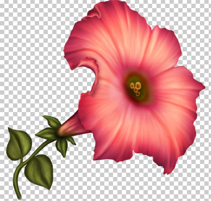 Common Hibiscus Rosemallows Petal Flower PNG, Clipart, Annual Plant, Canna, Color, Flower, Herbaceous Plant Free PNG Download