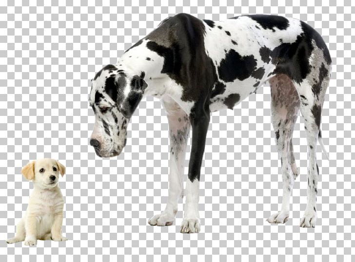Great Dane Chihuahua Labrador Retriever Dog Breed Cat PNG, Clipart, Animals, Breed, Carnivoran, Cat, Cesar Millan Free PNG Download