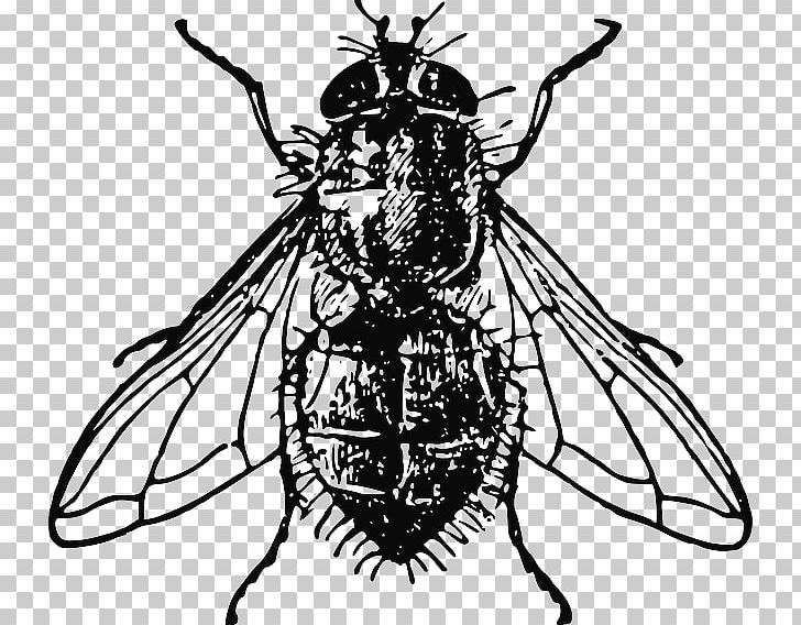 Housefly PNG, Clipart, Arthropod, Artwork, Bee, Black And White, Blue Bottle Fly Free PNG Download