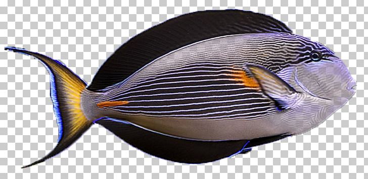 Marine Biology Sohal Surgeonfish PNG, Clipart, Animals, Aquatic, Biology, Fish, Lionfish Free PNG Download