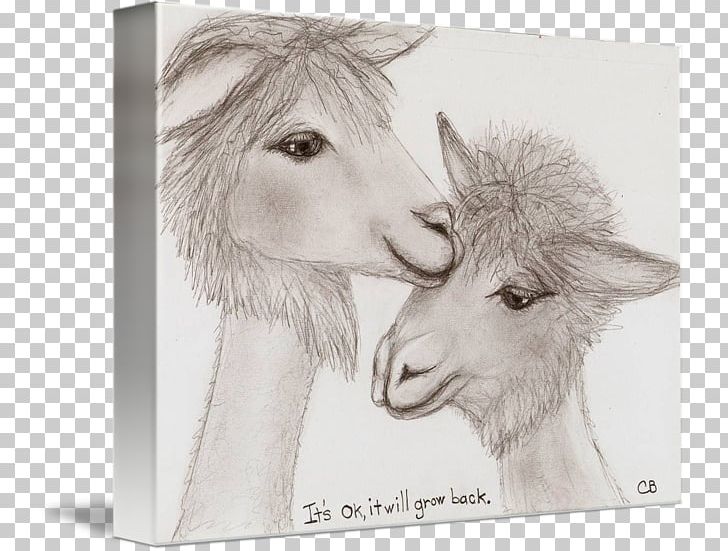 Sheep Goat Camel Fur Mammal PNG, Clipart, Animals, Artwork, Black And White, Camel, Camel Like Mammal Free PNG Download